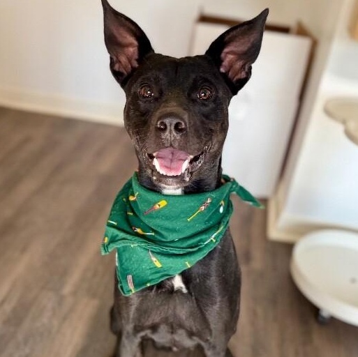 Jax Toy Loving Gentleman — thumbnail 3