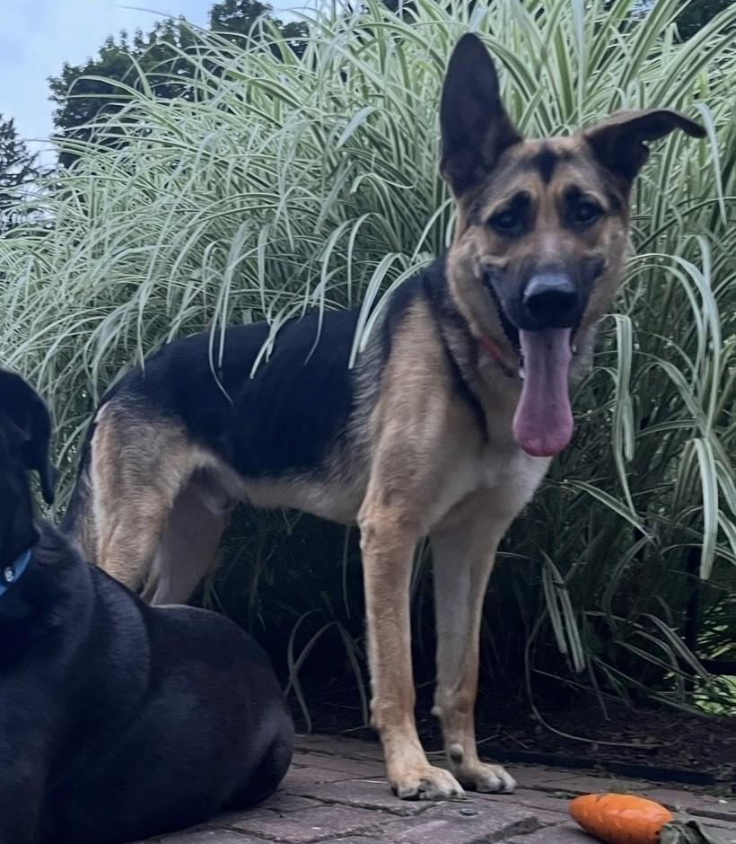 Enlarge Zane, a Adoptable German Shepherd Dog in Closter, NJ image 5/5