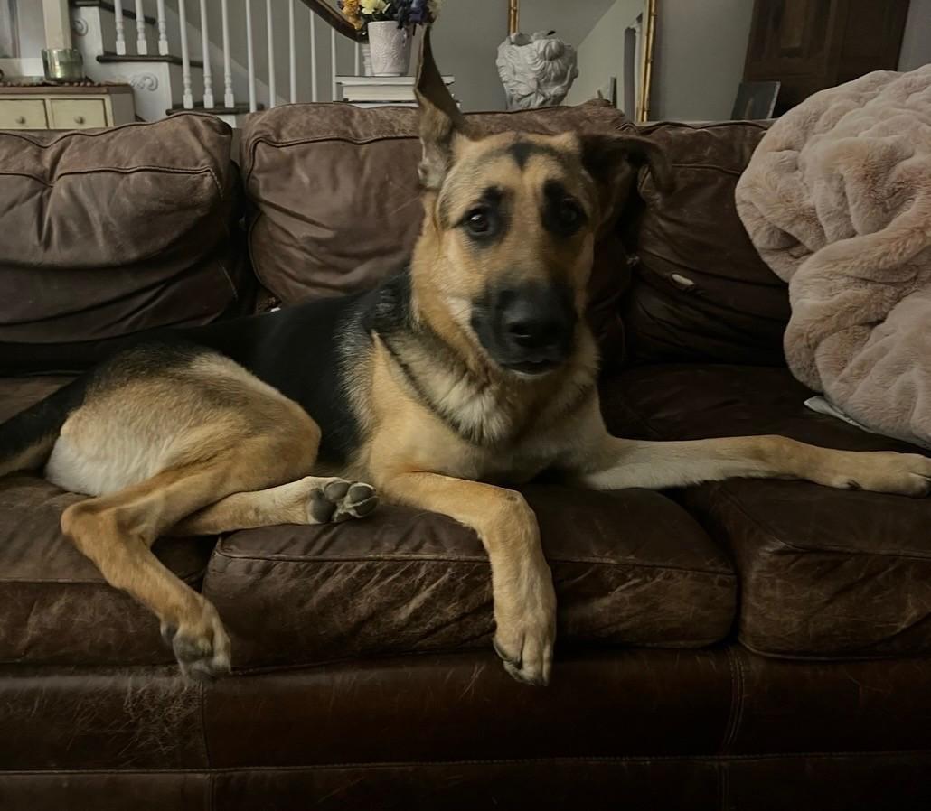 Enlarge Zane, a Adoptable German Shepherd Dog in Closter, NJ image 3/5