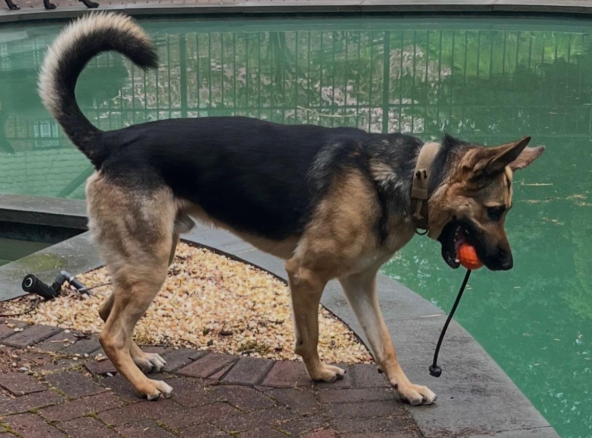 Enlarge Zane, a Adoptable German Shepherd Dog in Closter, NJ image 4/5