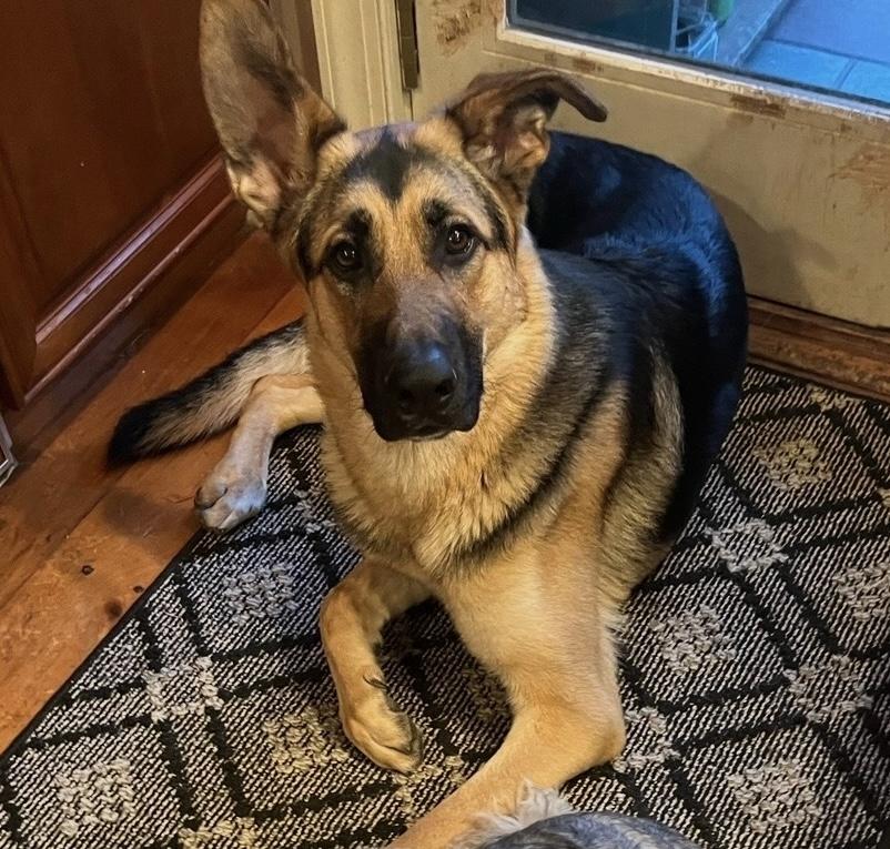 Enlarge Zane, a Adoptable German Shepherd Dog in Closter, NJ image 1/5