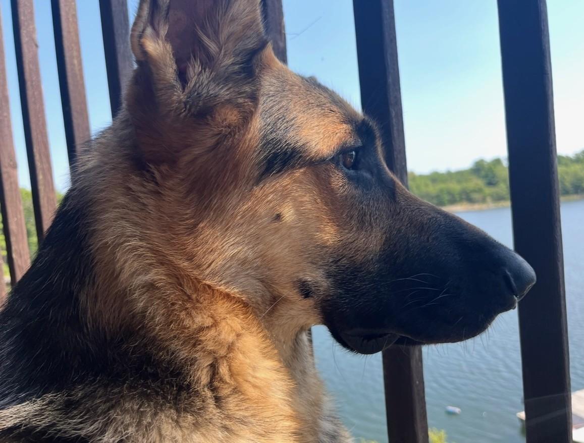 Enlarge Zane, a Adoptable German Shepherd Dog in Closter, NJ image 2/5