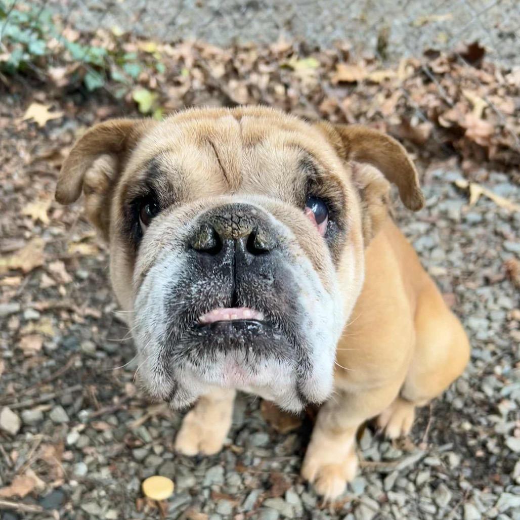 Athena, Adoptable, Adult Female Bulldog & Mixed Breed.