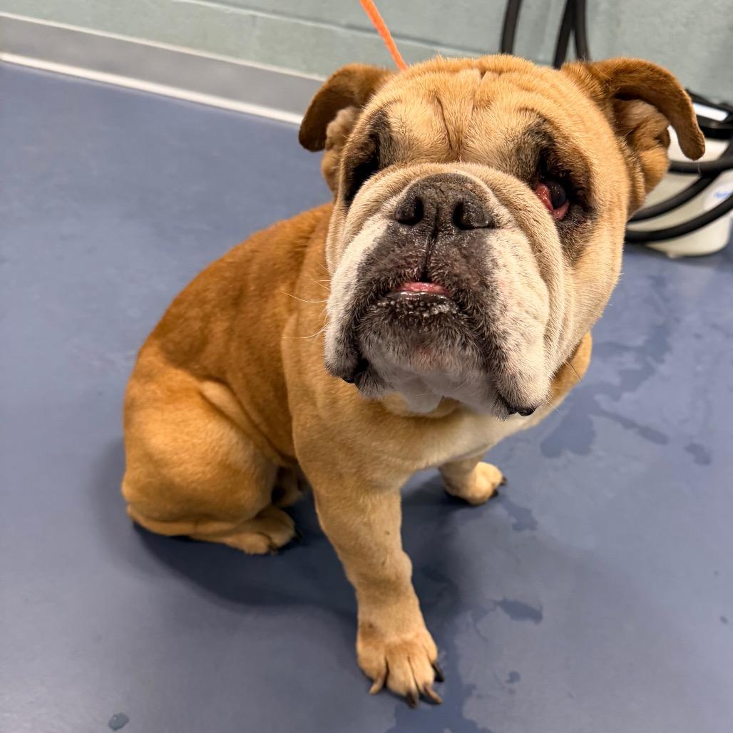 Enlarge Athena, a Adoptable mixed breed in Greensboro, NC image 2/2