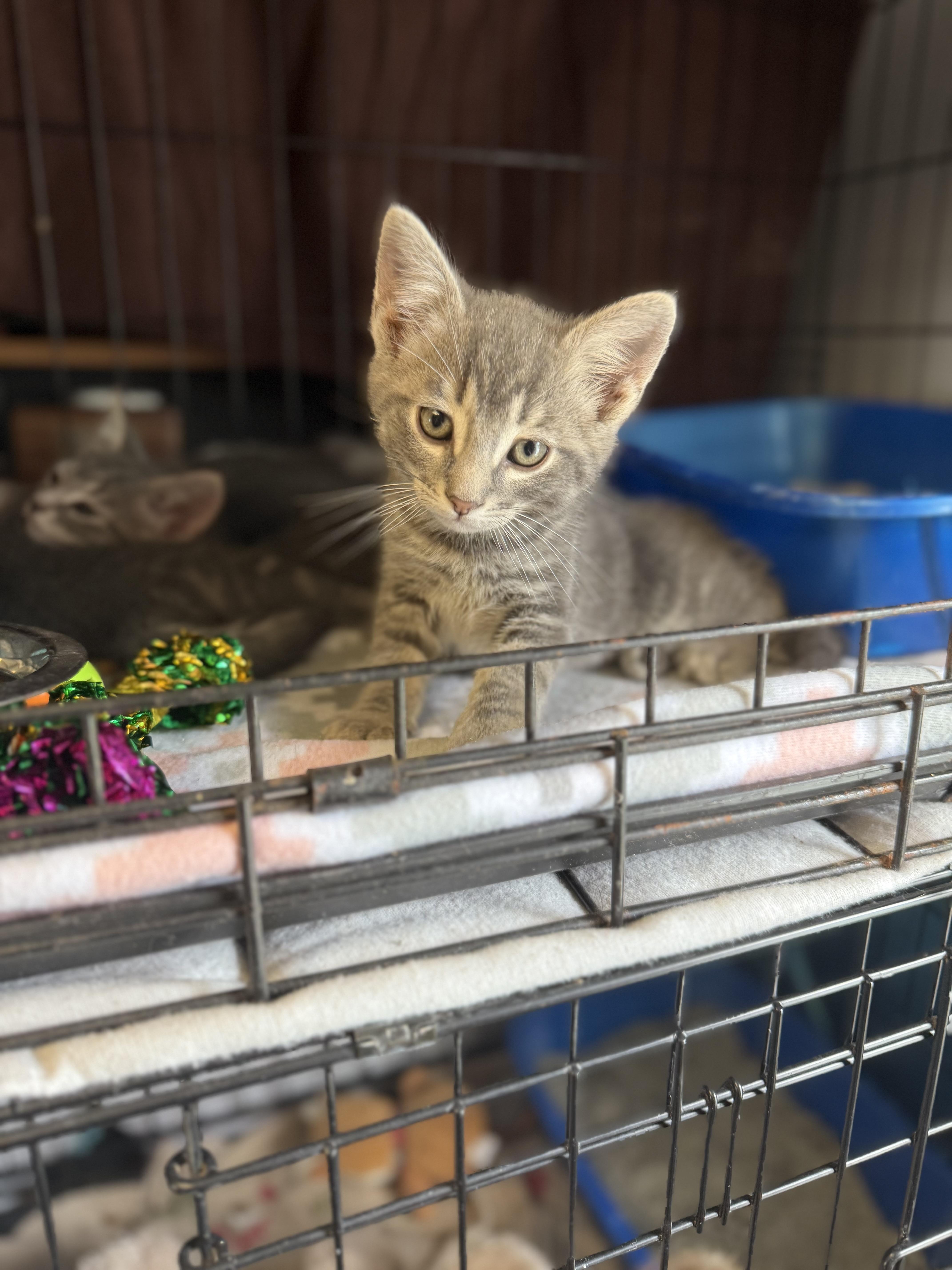 Richie, Young Male Domestic Short Hair