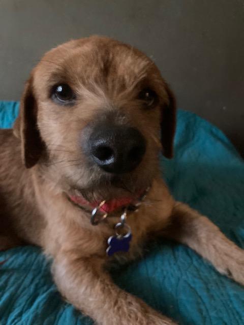 Enlarge Latke, an adopted mixed breed in Tampa, FL image 4/4