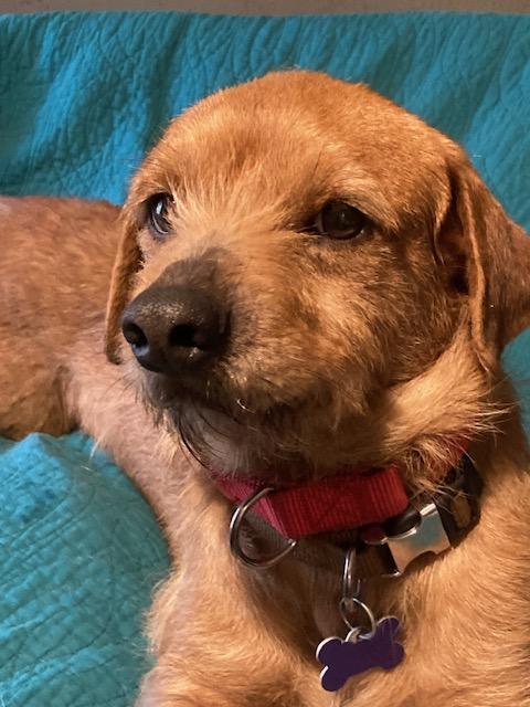 Enlarge Latke, an adopted mixed breed in Tampa, FL image 3/4