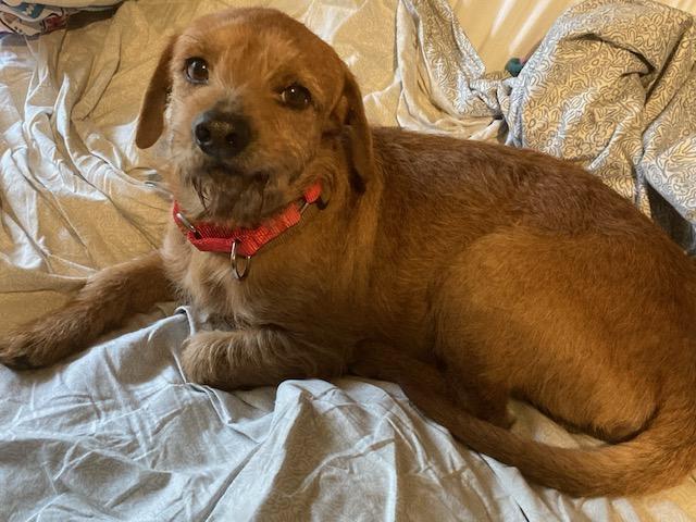 Latke, adopted, Adult Male Terrier & Wirehaired Dachshund.