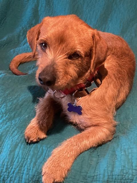 Enlarge Latke, an adopted mixed breed in Tampa, FL image 2/4