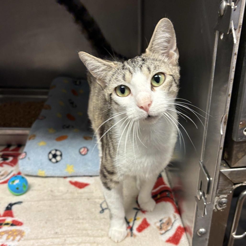 Odessa, Adoptable, Adult Female Domestic Short Hair.