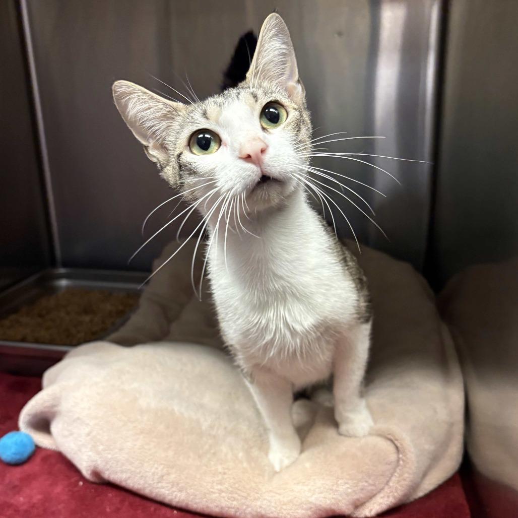 Enlarge Odessa, a Adoptable Domestic Short Hair in Beaumont, TX image 2/4