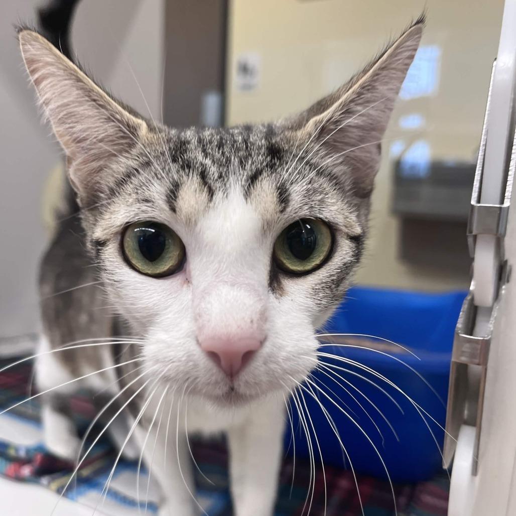 Enlarge Odessa, a Adoptable Domestic Short Hair in Beaumont, TX image 3/4