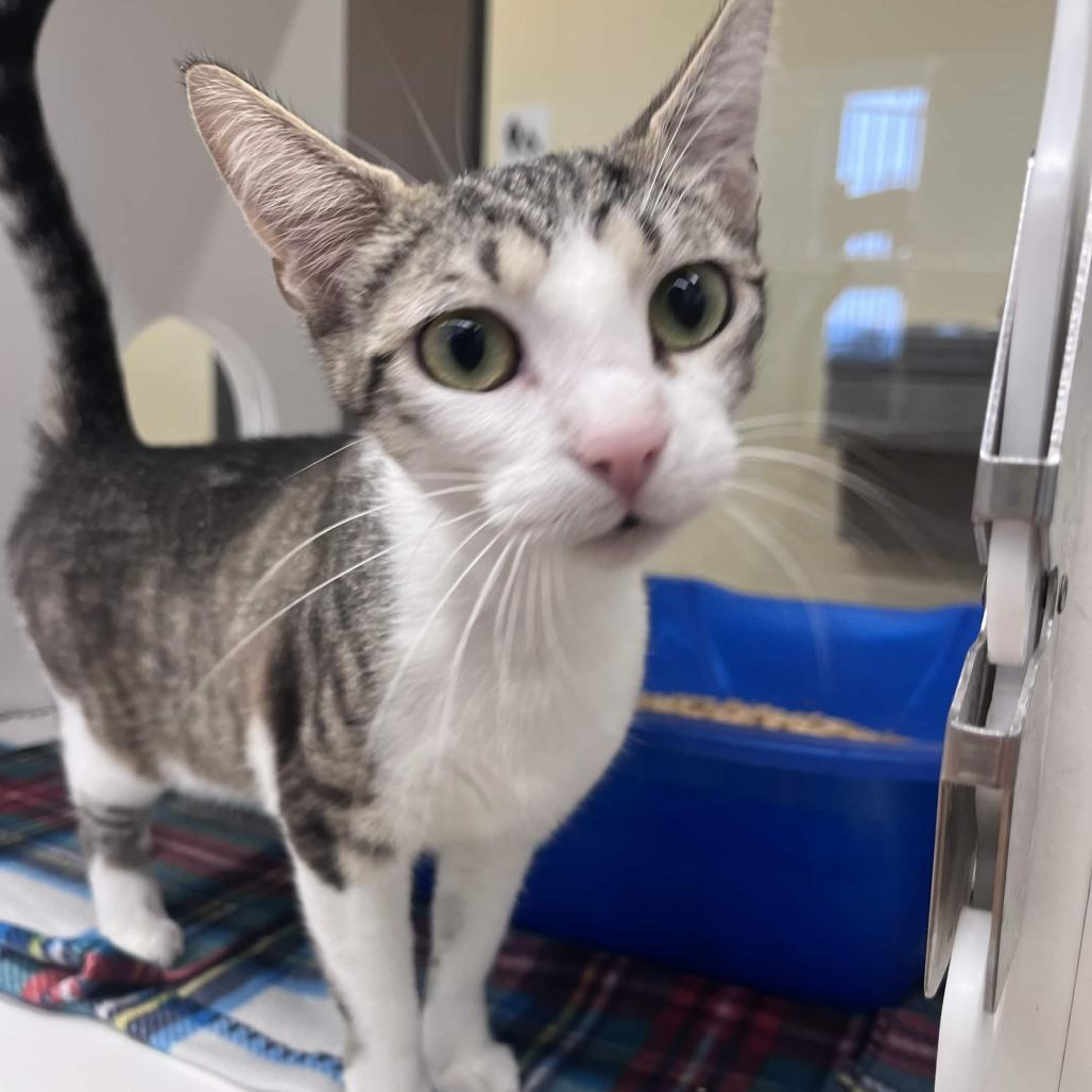 Enlarge Odessa, a Adoptable Domestic Short Hair in Beaumont, TX image 4/4