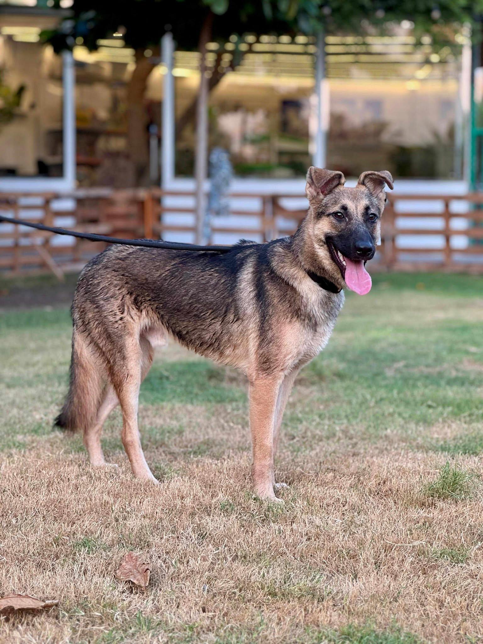 Enlarge Chase, an adopted mixed breed in Toronto, ON image 4/6