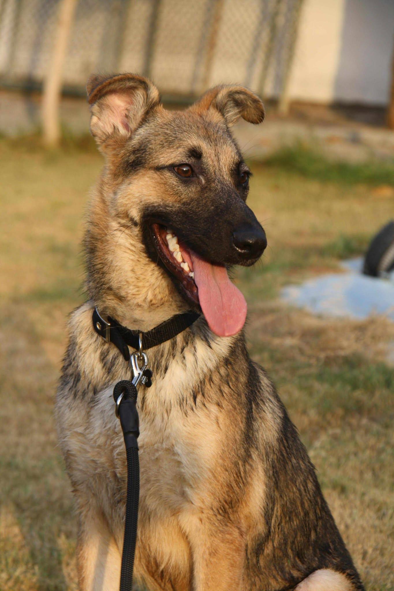 Enlarge Chase, an adopted mixed breed in Toronto, ON image 2/6