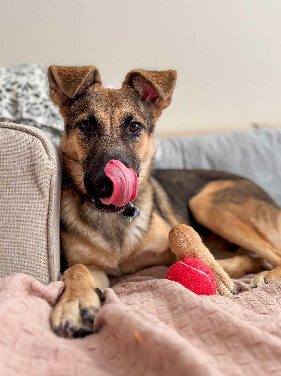 Enlarge Chase, an adopted mixed breed in Toronto, ON image 3/6