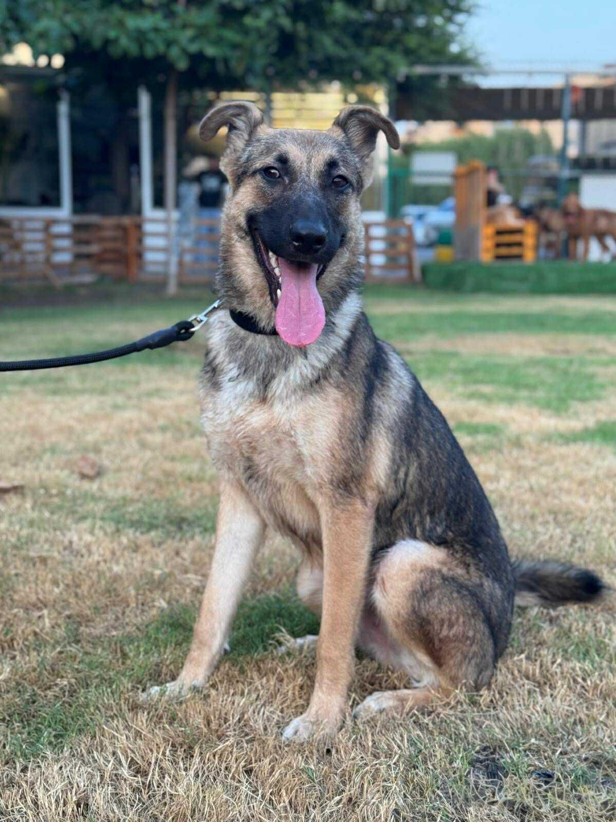 Enlarge Chase, an adopted mixed breed in Toronto, ON image 5/6