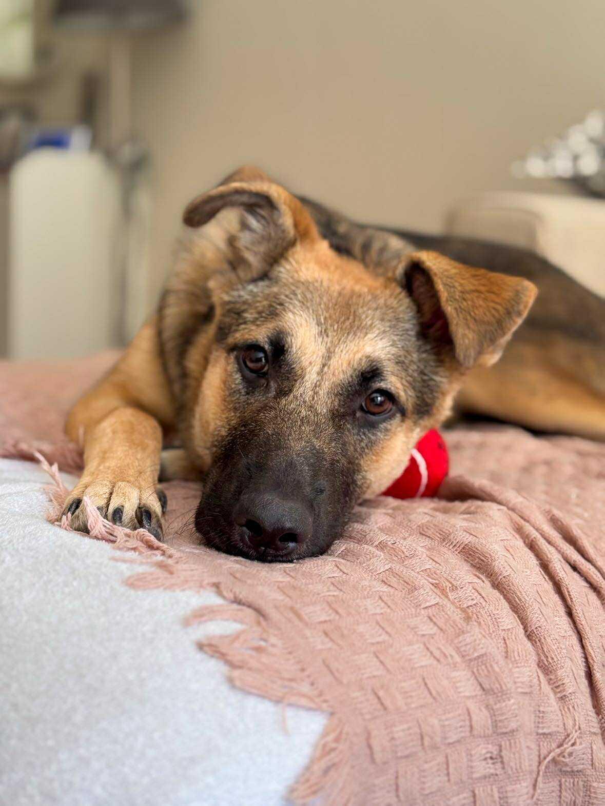 Chase, adopted, Puppy Male German Shepherd Dog.