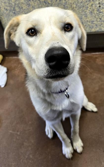 Enlarge Rhea Ripley, a Adoptable mixed breed in Stanwood, WA image 3/3