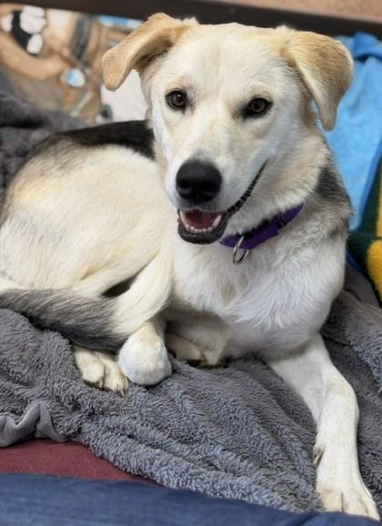 Enlarge Rhea Ripley, a Adoptable mixed breed in Stanwood, WA image 1/3