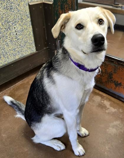 Enlarge Rhea Ripley, a Adoptable mixed breed in Stanwood, WA image 2/3