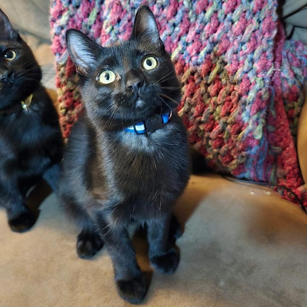 Jake, Adoptable, Young Male Domestic Short Hair.
