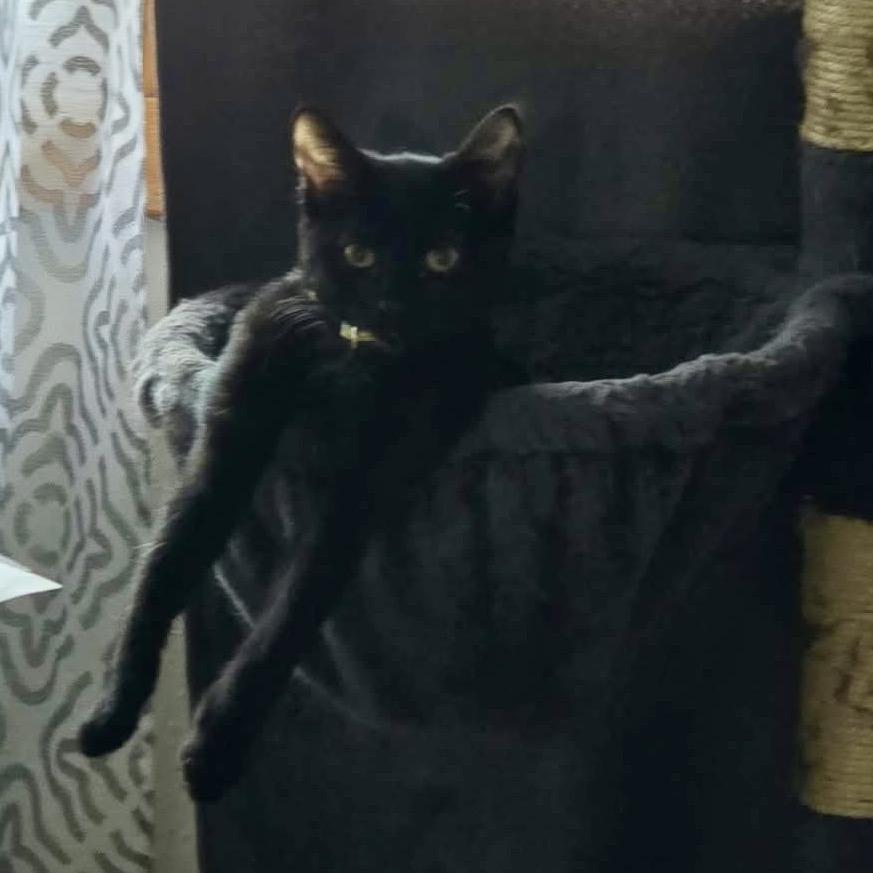 Enlarge Jake, a Adoptable Domestic Short Hair in Canton, IL image 2/3