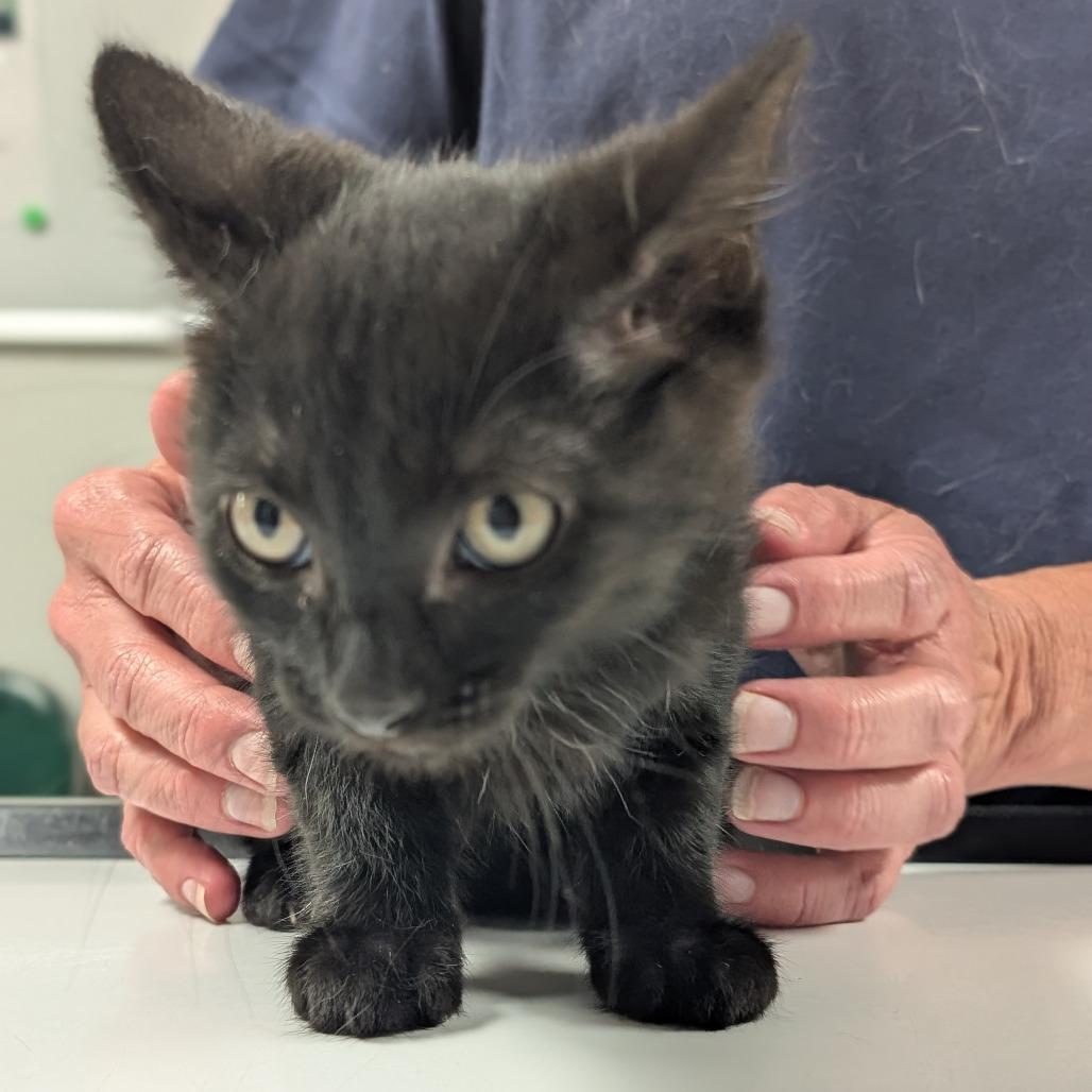 Enlarge Jake, a Adoptable Domestic Short Hair in Canton, IL image 3/3