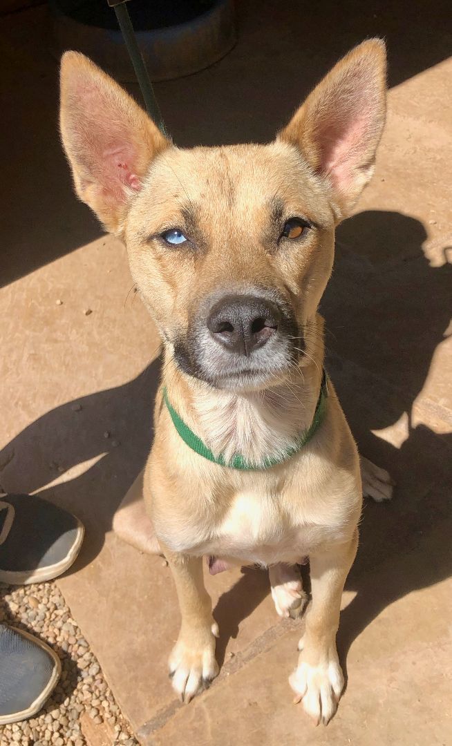 GIA, an adoptable Shepherd in Thousand Oaks, CA image 3/6