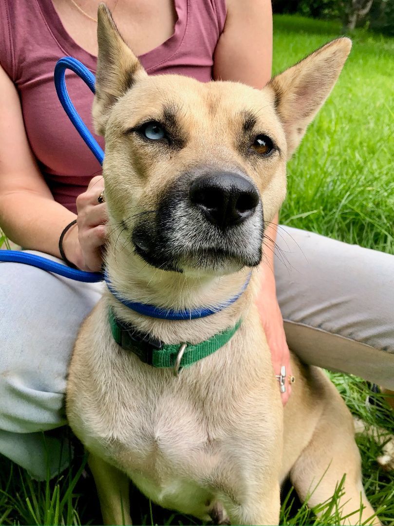 GIA, an adoptable Shepherd in Thousand Oaks, CA image 2/6