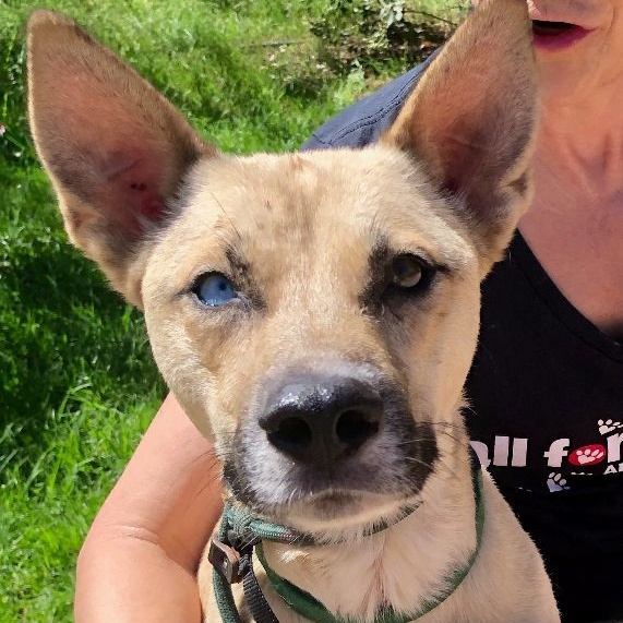 GIA, adoptable, Young Female Shepherd.