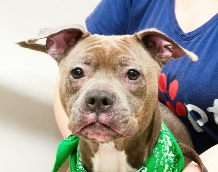 Posie, Adoptable, Adult Female Terrier.