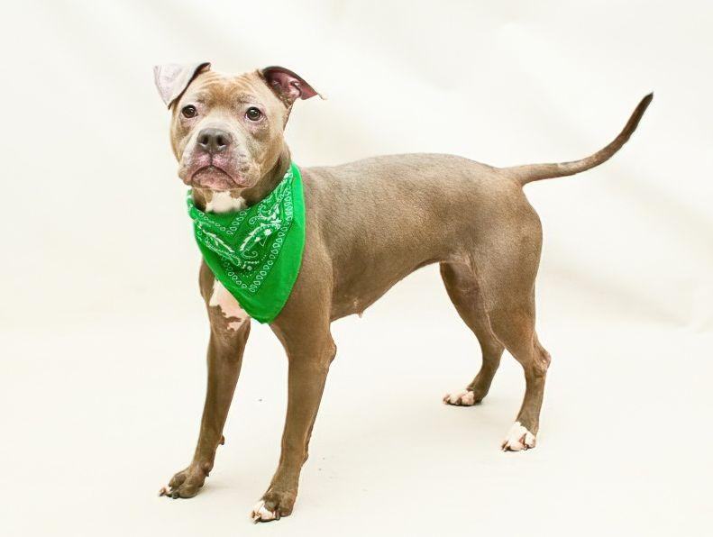 Posie, a Adoptable mixed breed in Sanford, FL image 2/2