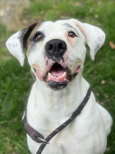 Enlarge *HONEYCRISP, a Adoptable mixed breed in Woodland, CA image 1/1