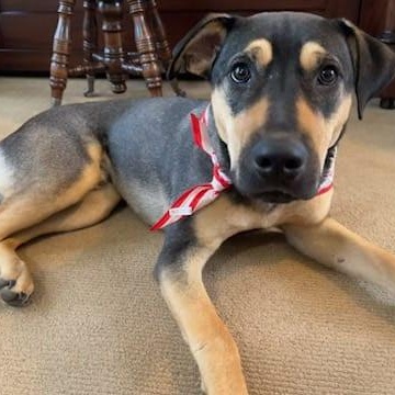Indy, an adoptable Beauceron, Beagle in Lavon, TX, 75166 | Photo Image 3