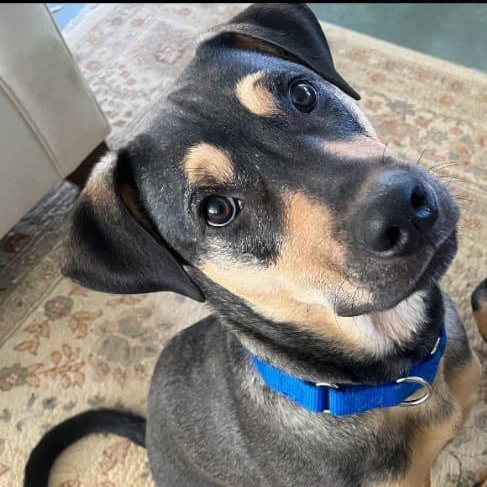 Indy, an adoptable Beauceron, Beagle in Lavon, TX, 75166 | Photo Image 2