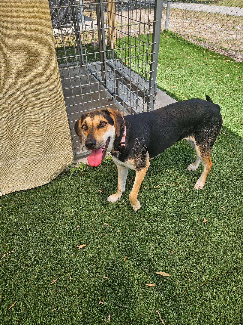 Enlarge April, a ADOPTABLE Mixed Breed in Ruskin, FL image 4/4