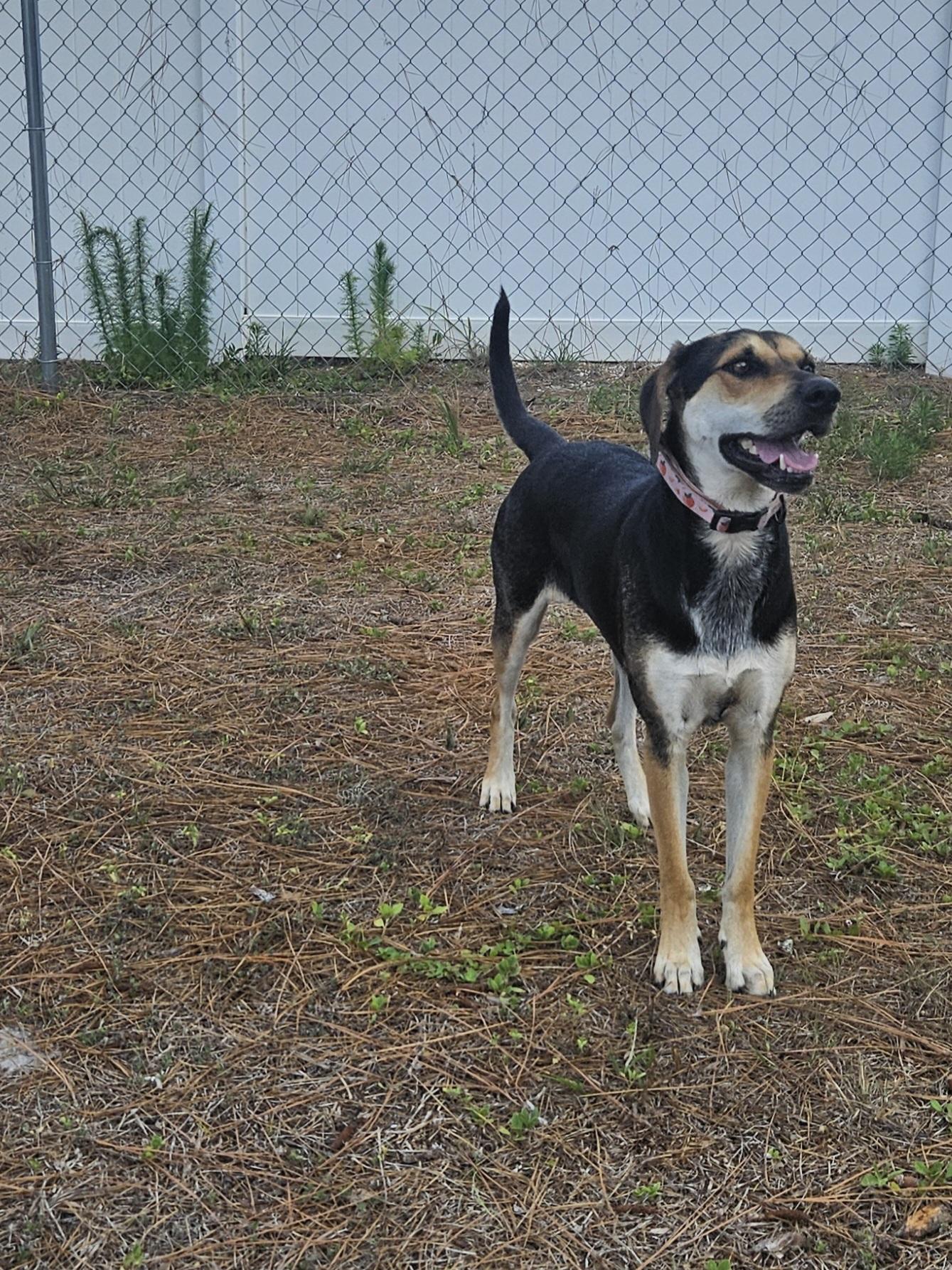 Enlarge April, a ADOPTABLE Mixed Breed in Ruskin, FL image 3/4