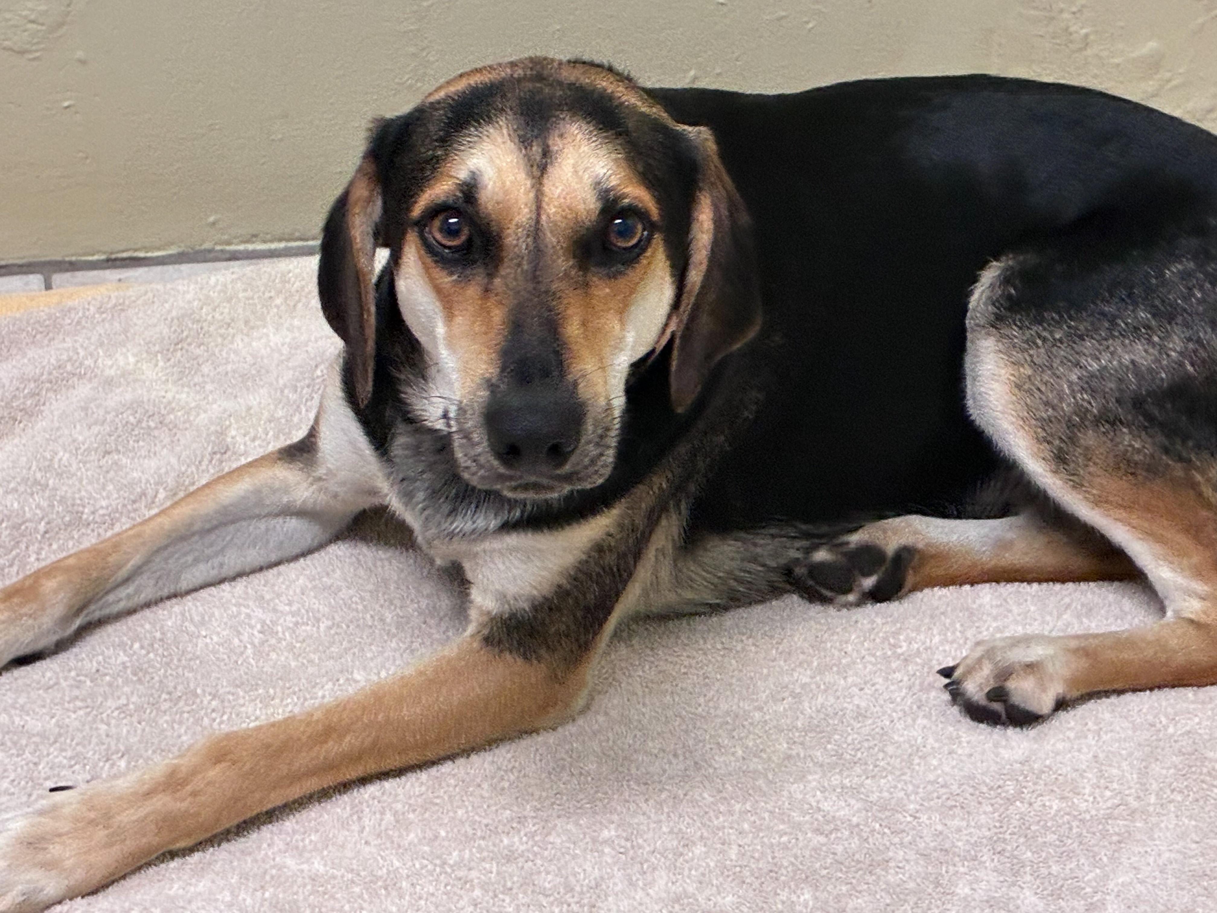 April, ADOPTABLE, Young Female Mixed Breed.