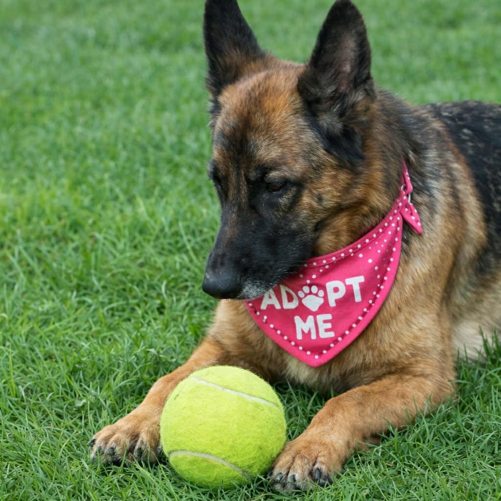 IRIS — thumbnail 3