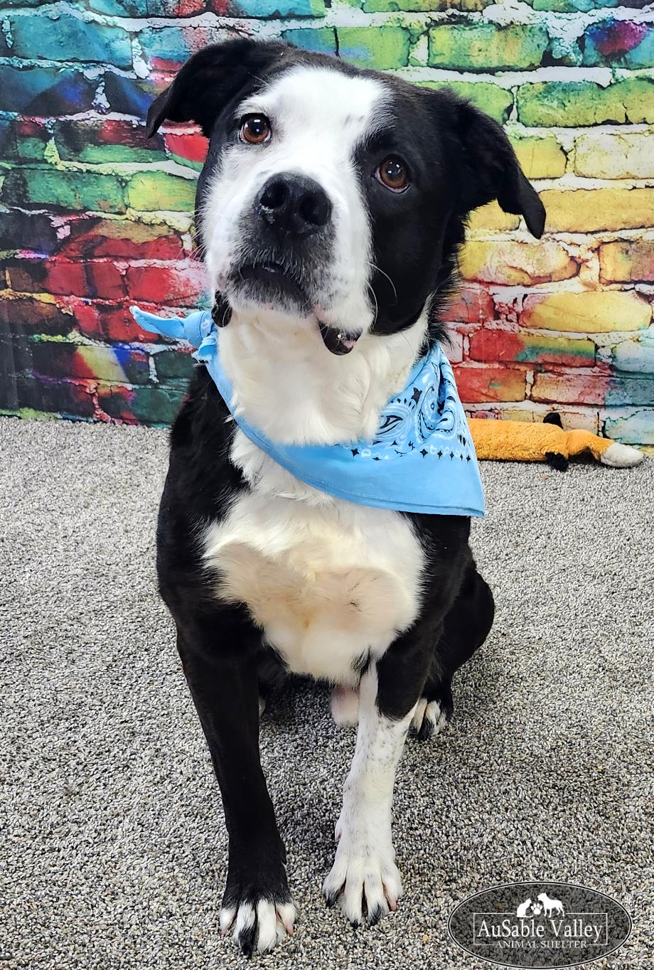 Enlarge Odin, a ADOPTABLE mixed breed in Grayling, MI image 2/6