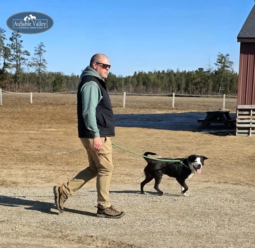 Enlarge Odin, a ADOPTABLE mixed breed in Grayling, MI image 6/6