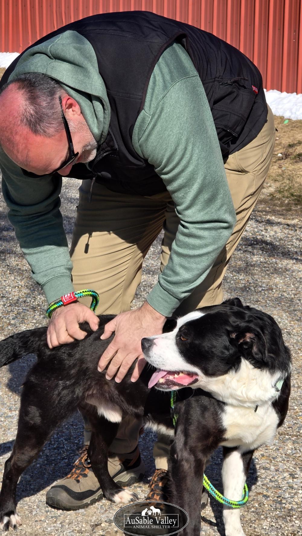 Enlarge Odin, a ADOPTABLE mixed breed in Grayling, MI image 5/6