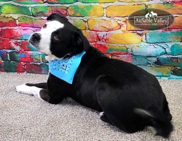 Enlarge Odin, a ADOPTABLE mixed breed in Grayling, MI image 1/6