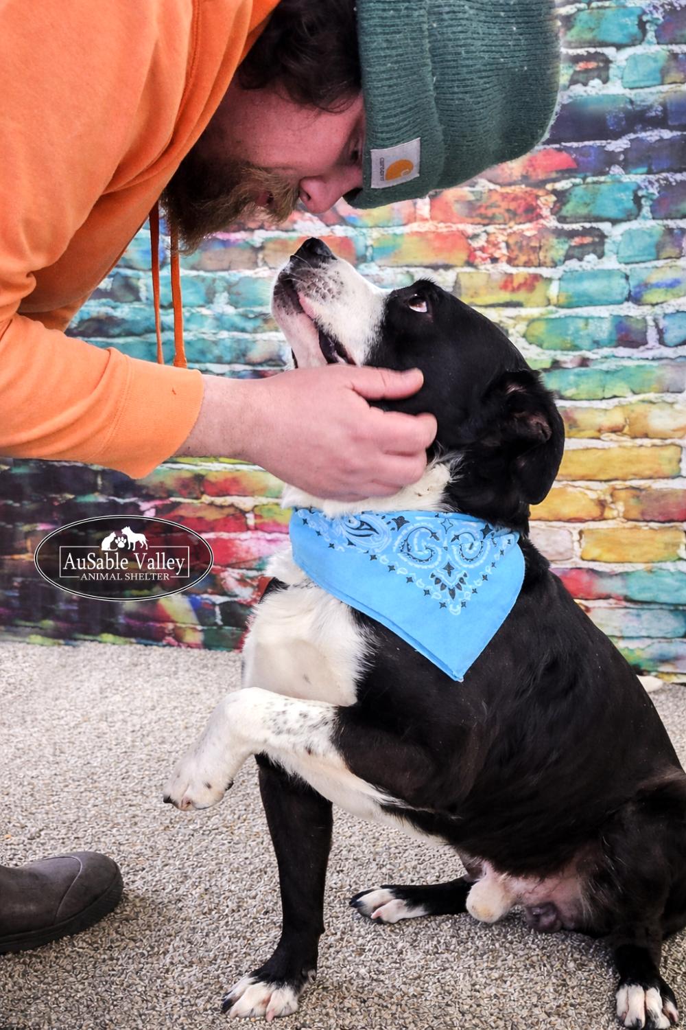 Enlarge Odin, a ADOPTABLE mixed breed in Grayling, MI image 4/6