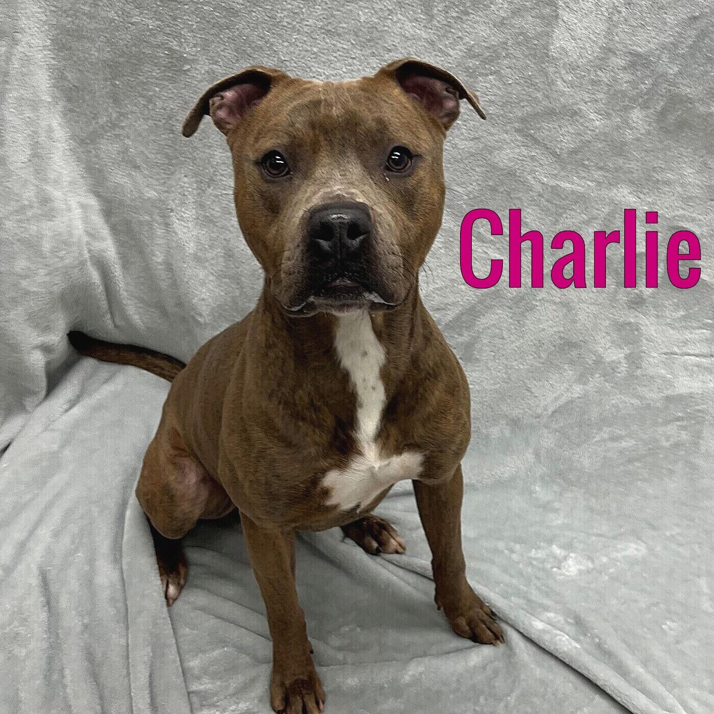 Enlarge Charlie, a ADOPTABLE mixed breed in Pleasantville, NJ image 1/1