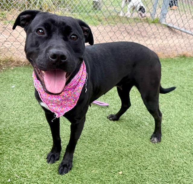 Enlarge PEANUT, a Adoptable Mixed Breed in Columbia, SC image 1/1