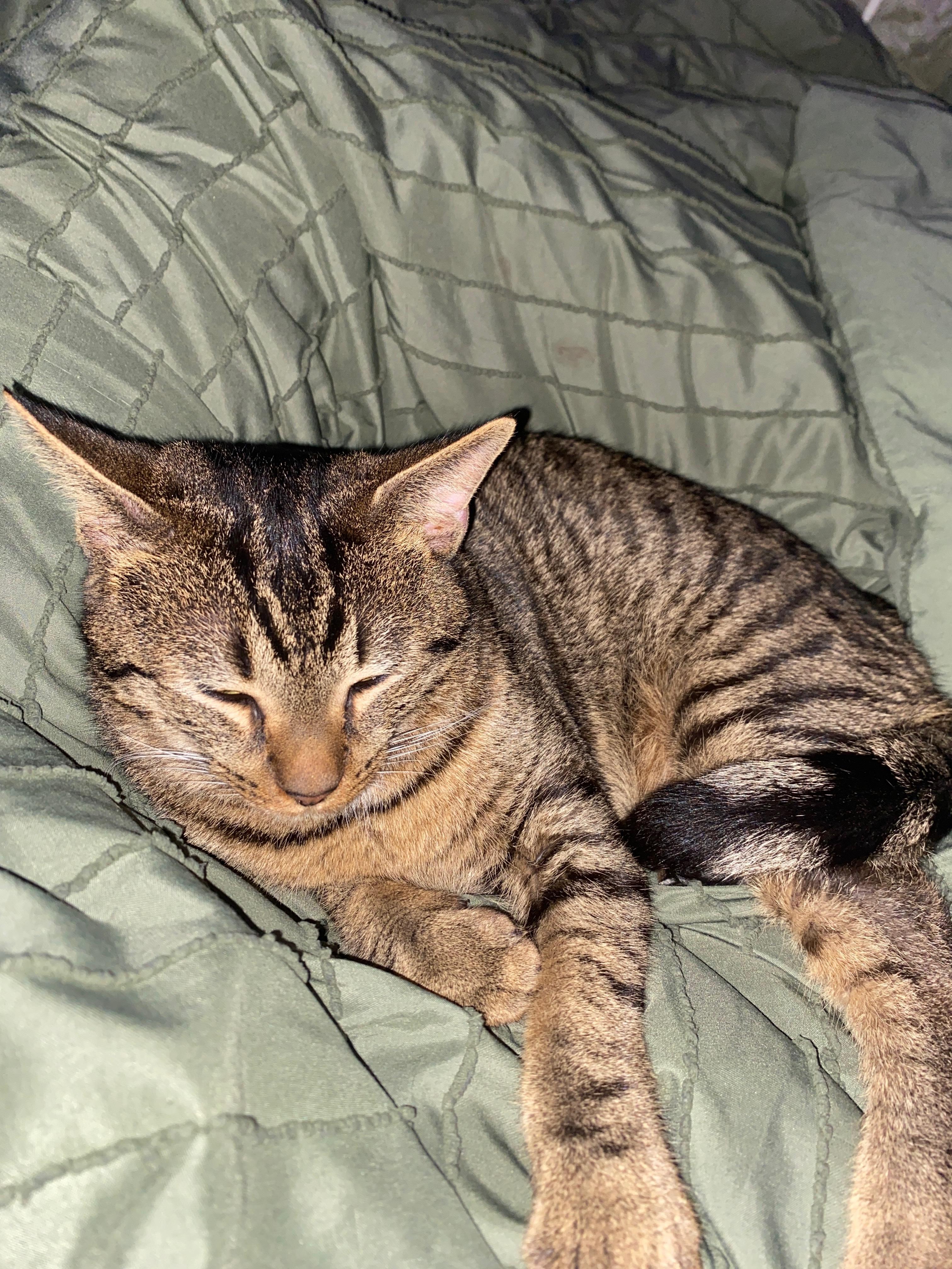 Ronaldo — thumbnail 4