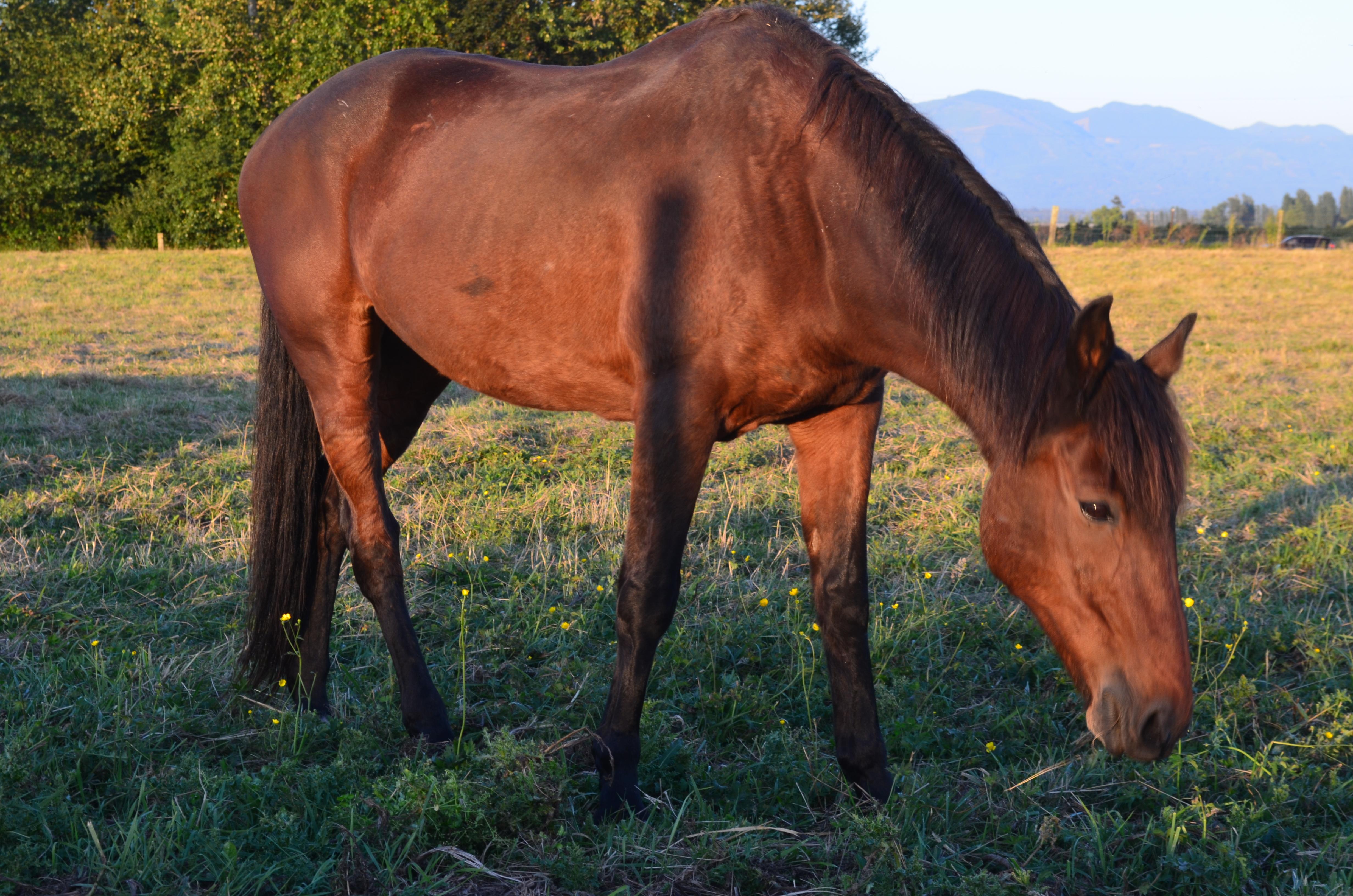 Shaggy, a Adopted mixed breed in Mount Vernon, WA image 2/2