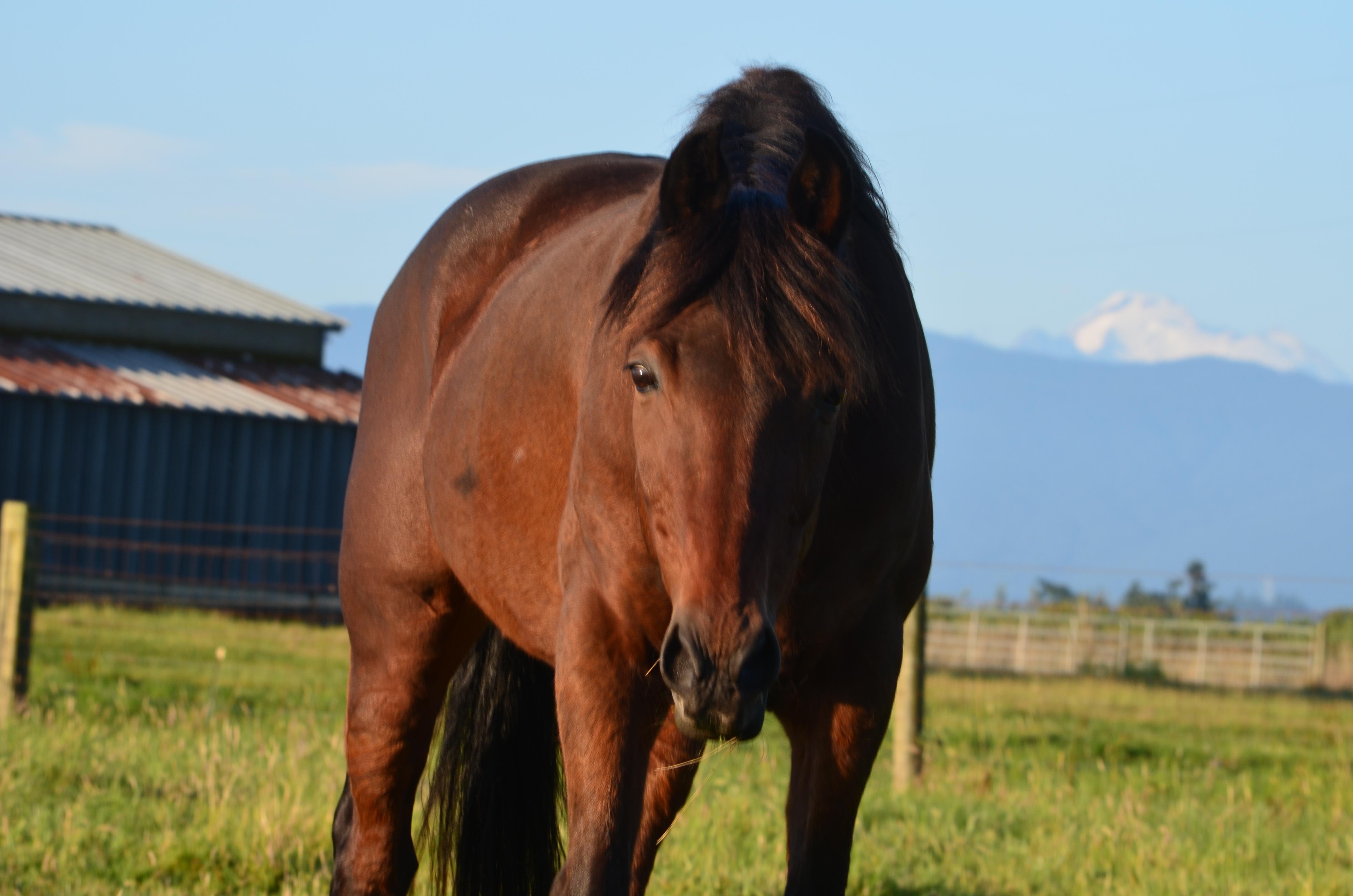 Shaggy, a Adopted mixed breed in Mount Vernon, WA image 1/2
